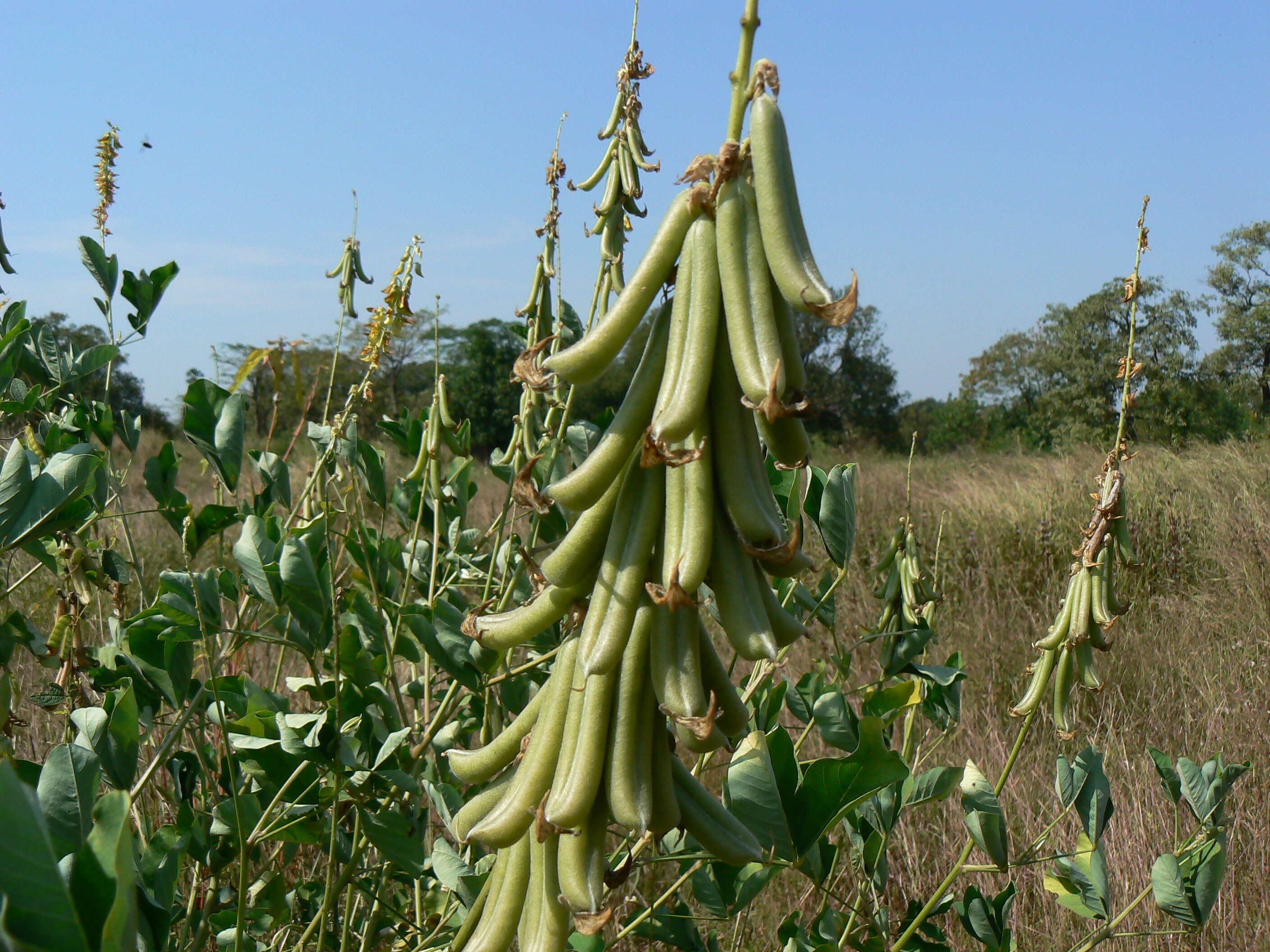 Image of smooth rattlebox