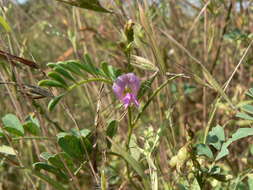 Sivun Tephrosia purpurea (L.) Pers. kuva