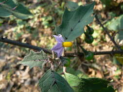 Image of Solanum violaceum Ortega