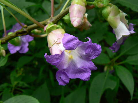 Image of Strobilanthes callosa Wall. ex Nees