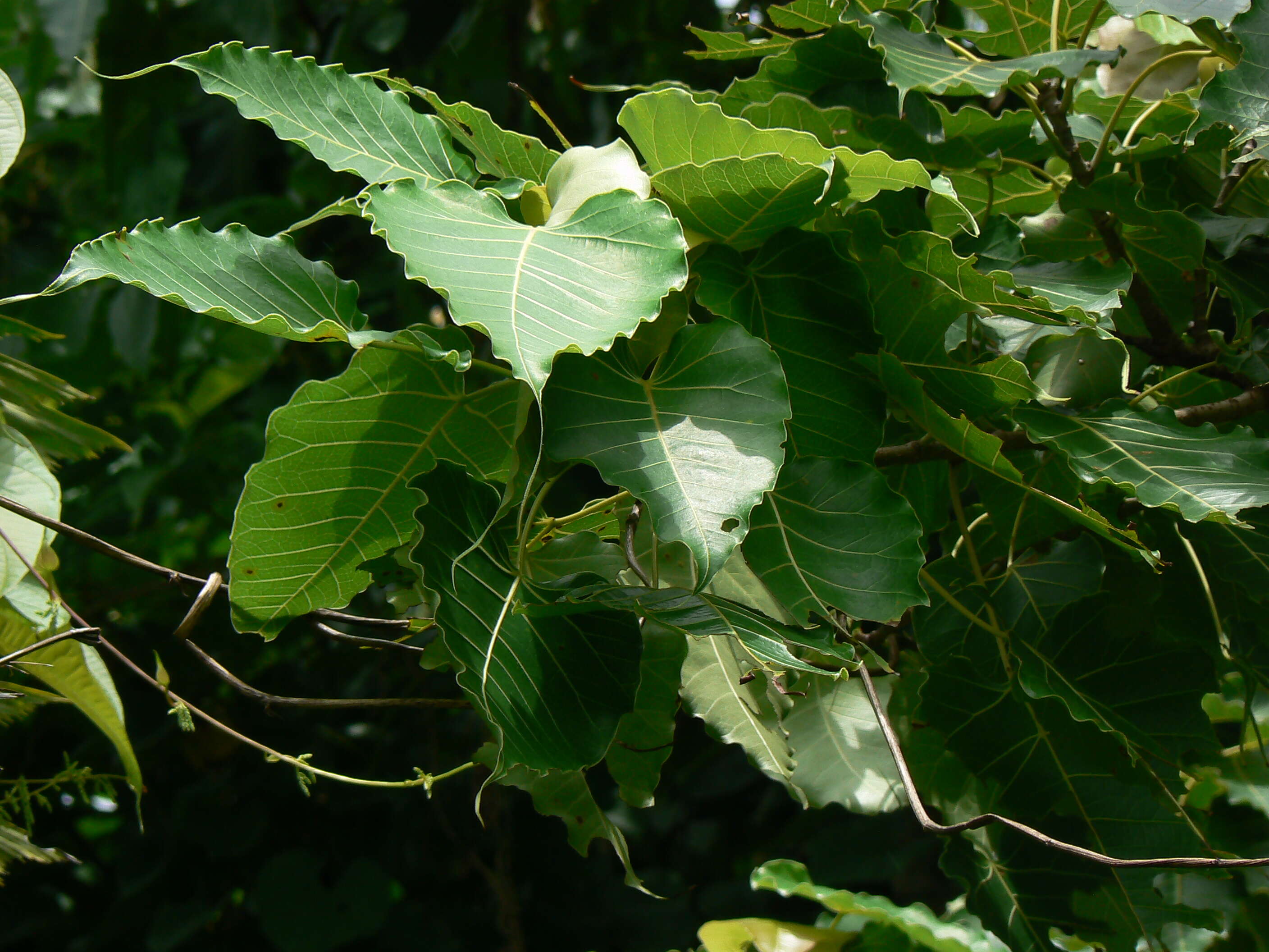 Image of Ficus arnottiana (Miq.) Miq.