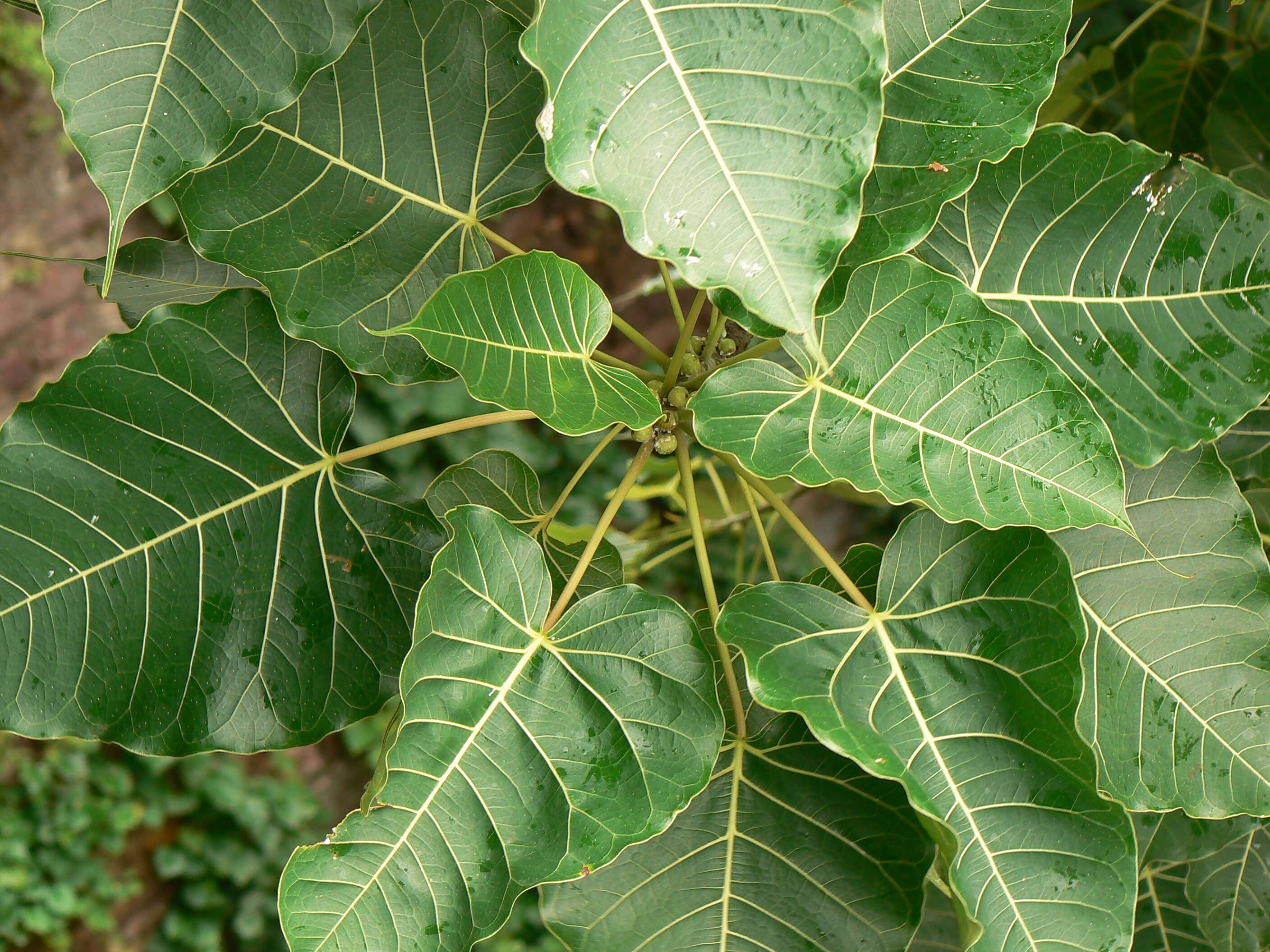 Image of Ficus arnottiana (Miq.) Miq.