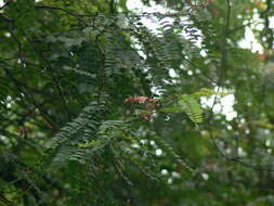 Cassia roxburghii DC. resmi