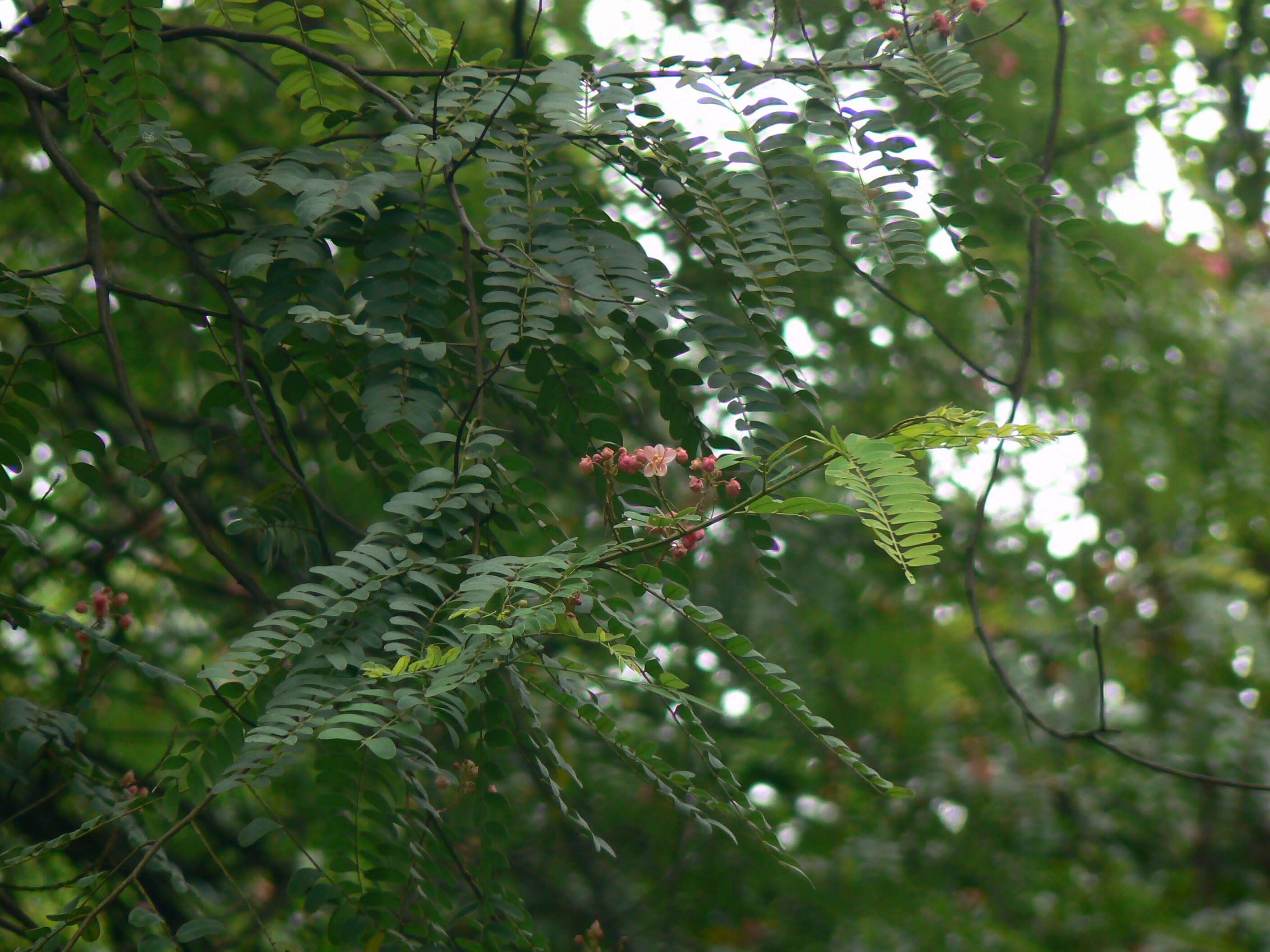 Image of Roxburgh's cassia