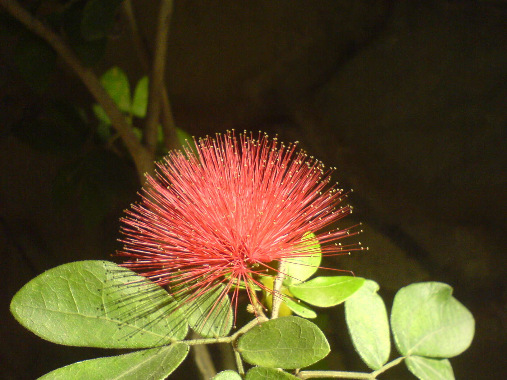 Imagem de Calliandra tergemina (L.) Benth.