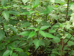 Image of Strobilanthes callosa Wall. ex Nees