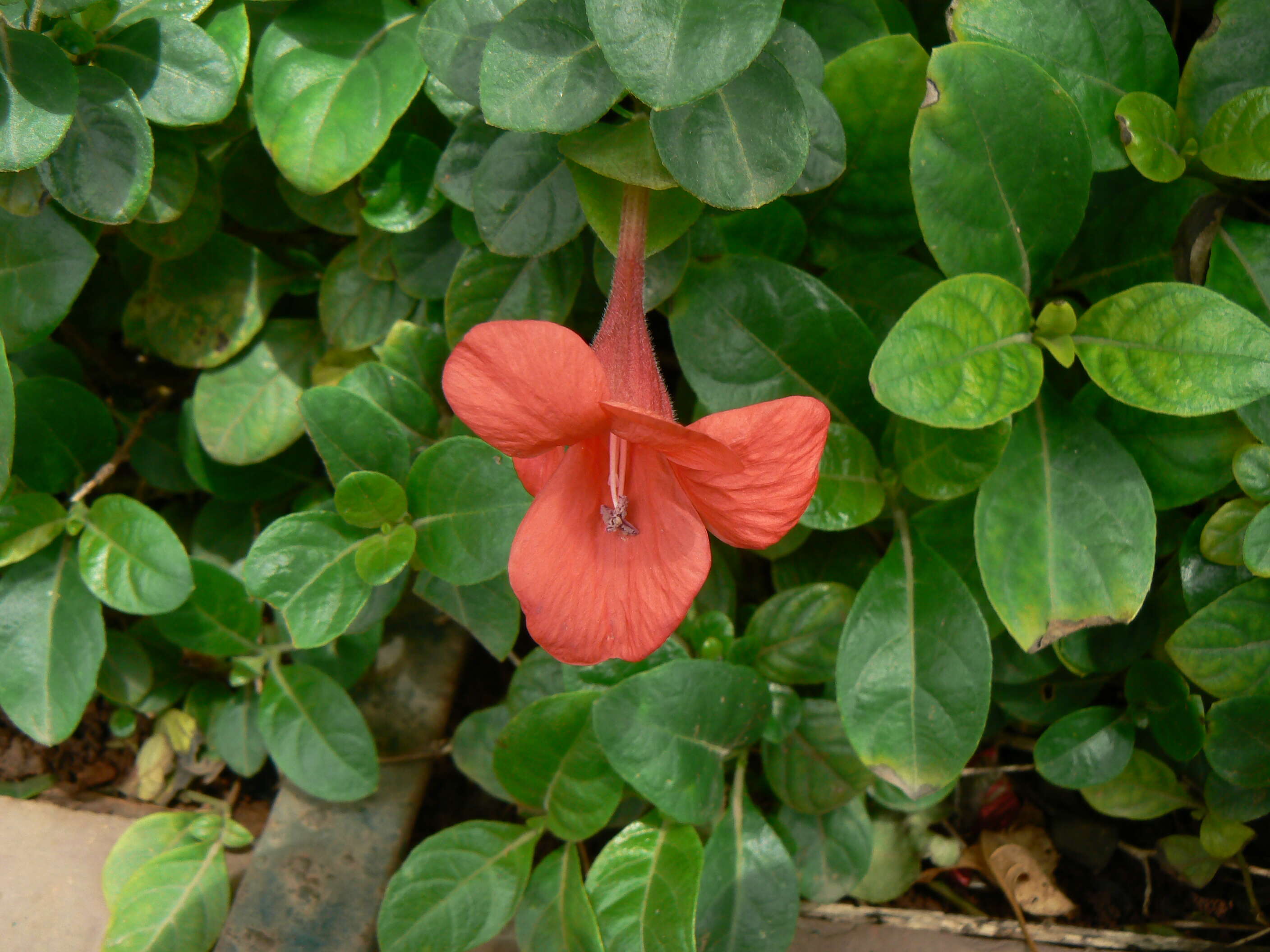 Image of Barleria repens Nees