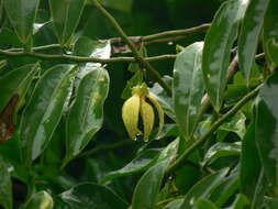 Image of climbing ilang-ilang