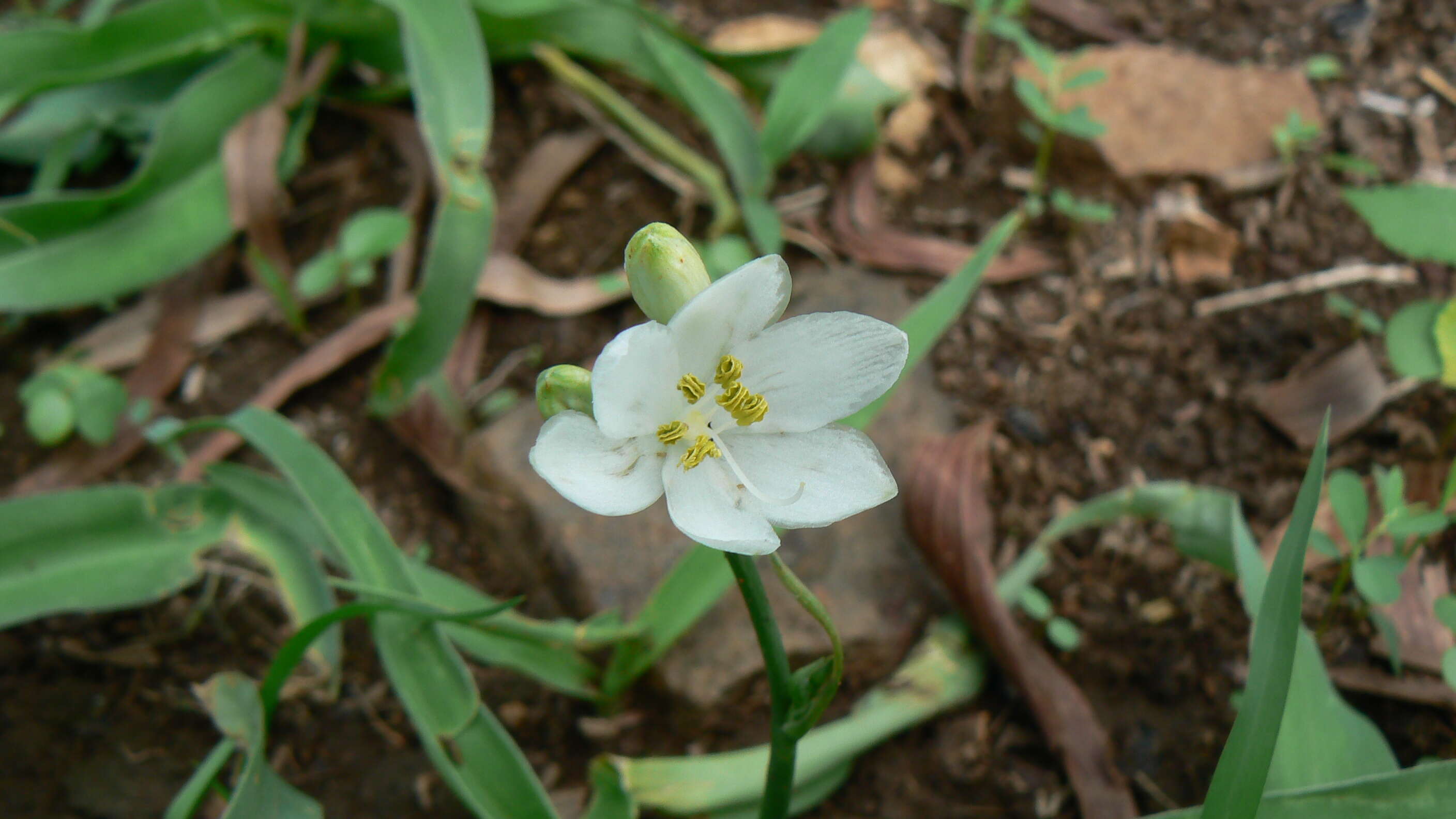 Image of Chlorophytum tuberosum (Roxb.) Baker