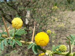 Sivun Vachellia nilotica subsp. indica (Benth.) Kyal. & Boatwr. kuva