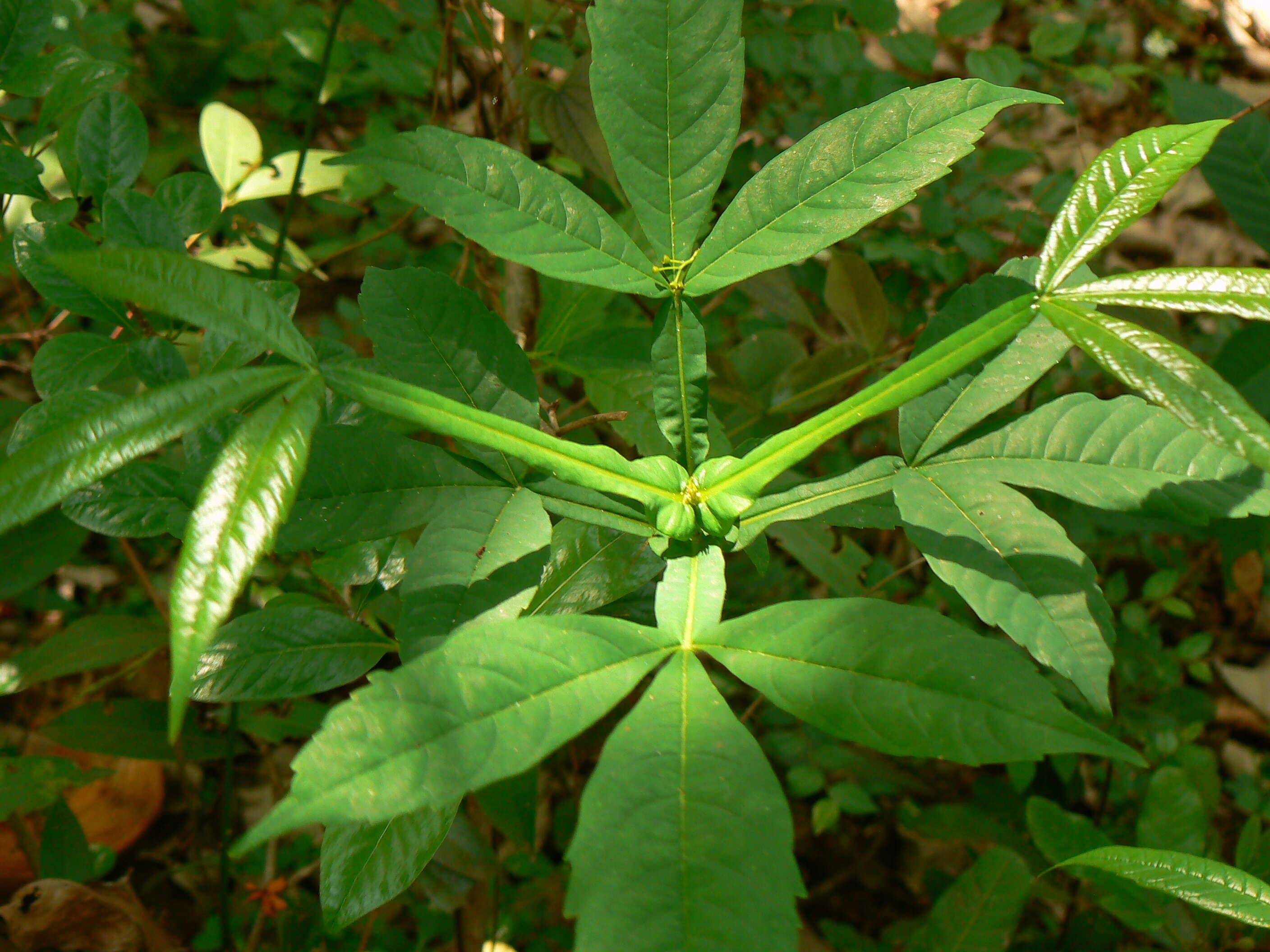 Image of Vitex altissima L. fil.