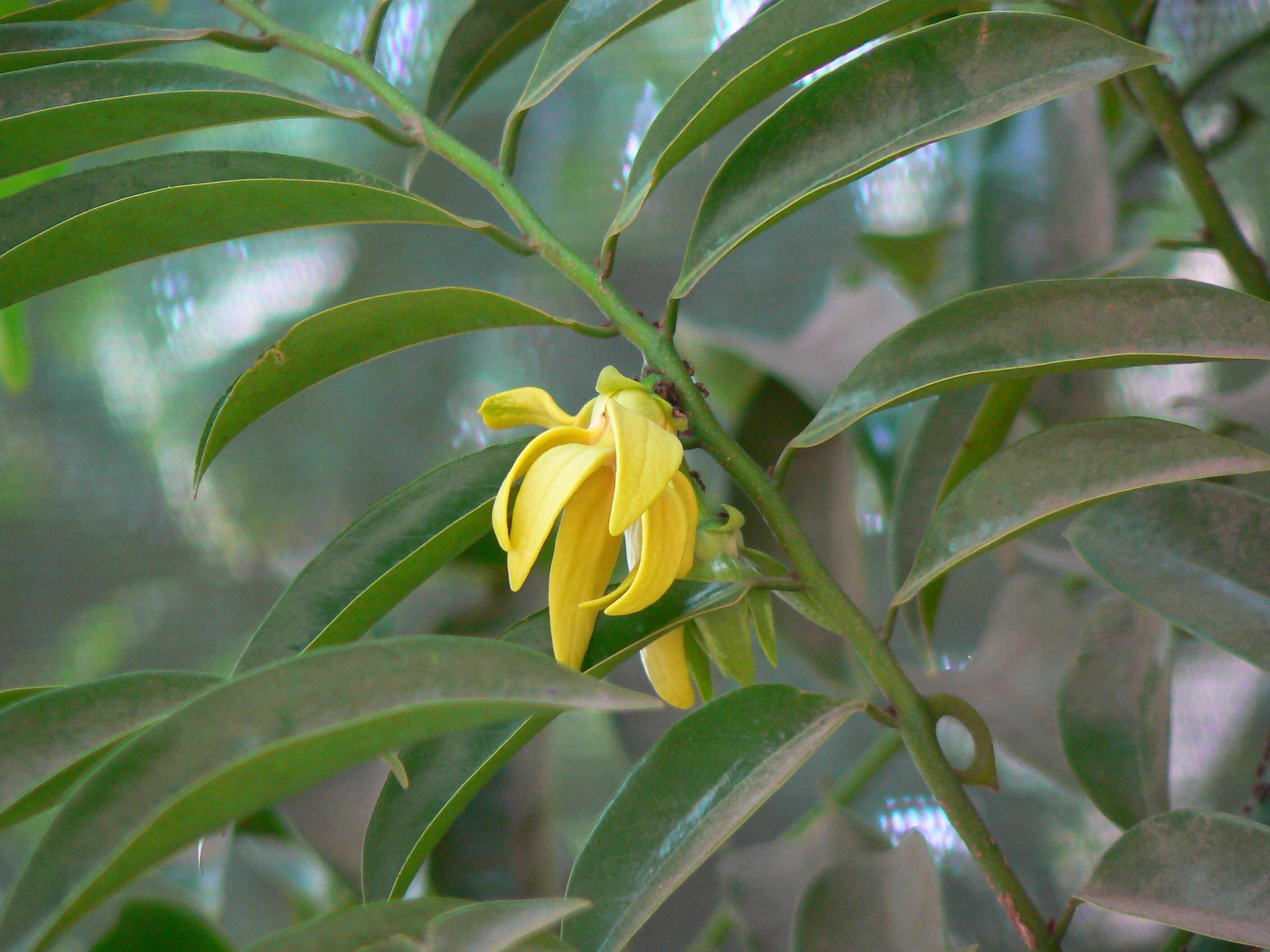 Image of climbing ilang-ilang