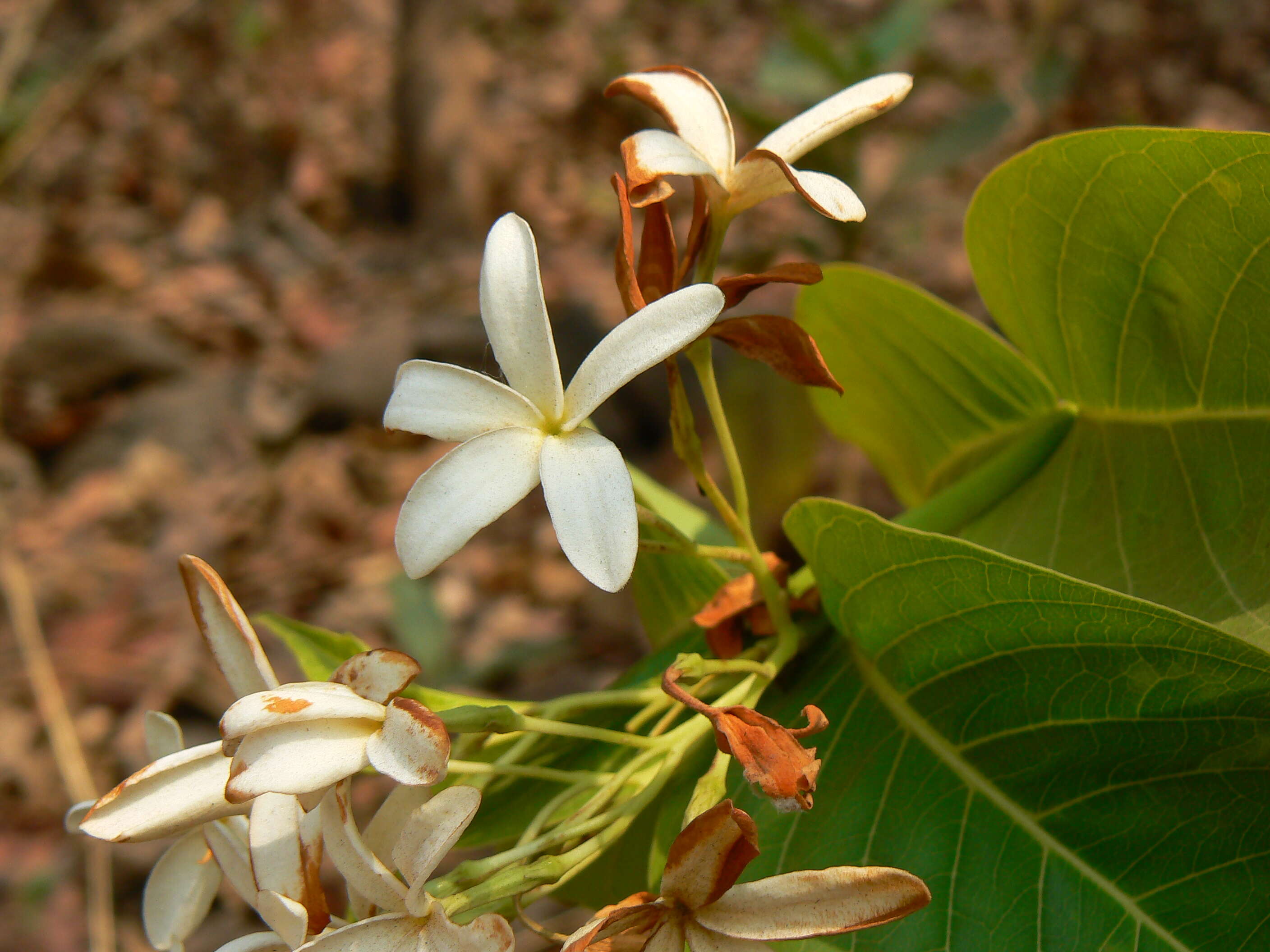 Image of Bitter Oleander