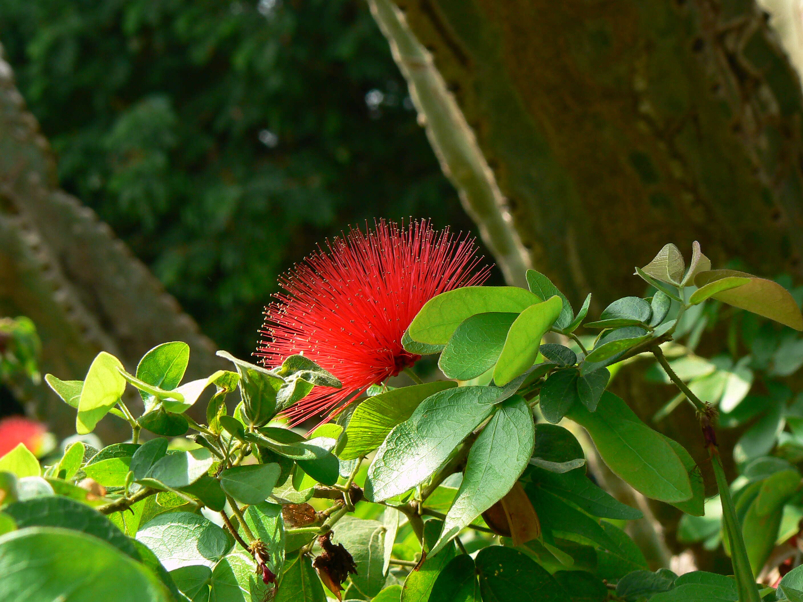 Imagem de Calliandra tergemina (L.) Benth.