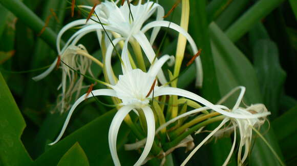 Image of beach spiderlily