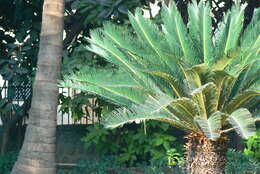 Image of Fern Palm