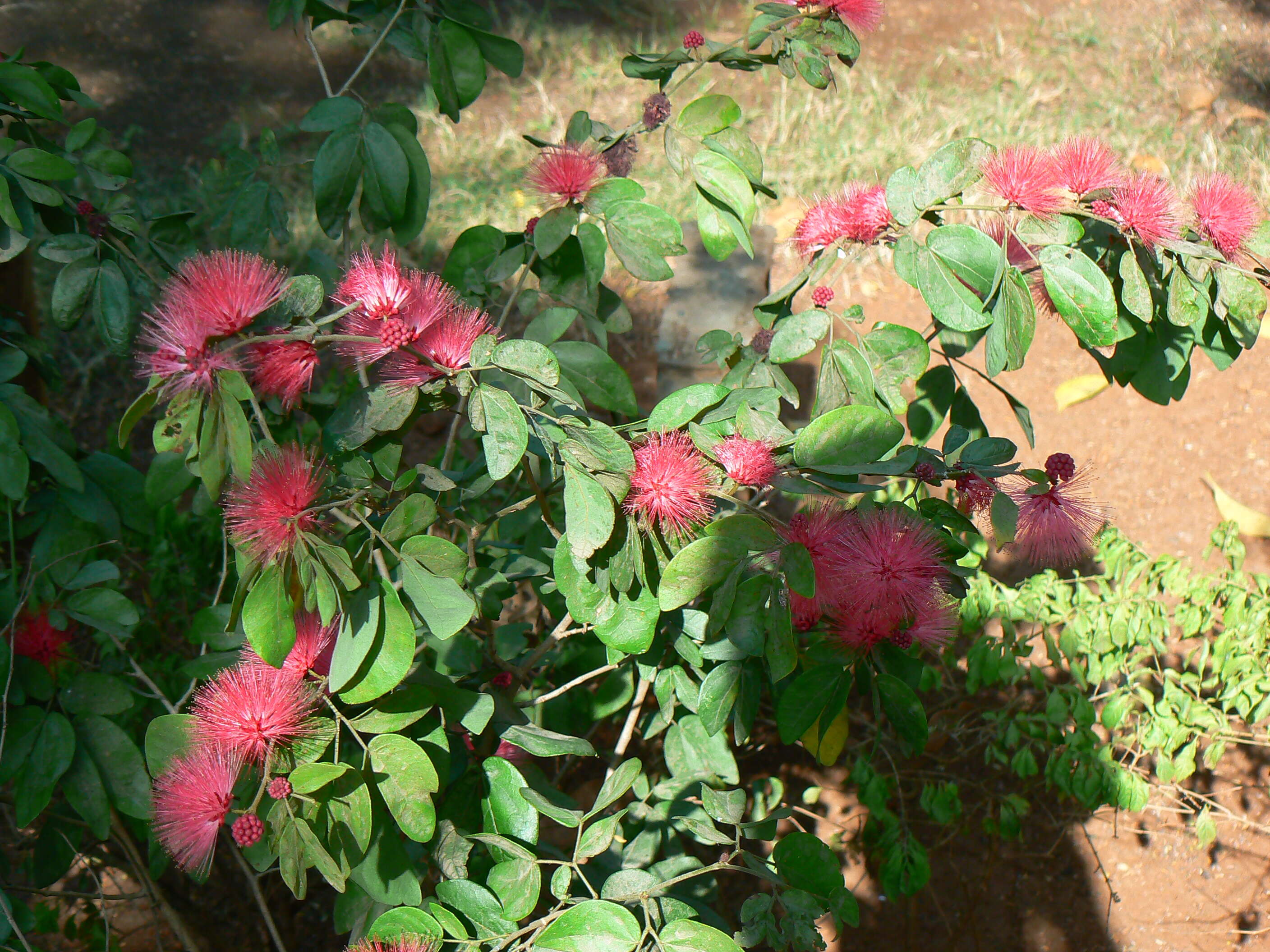 Imagem de Calliandra tergemina (L.) Benth.