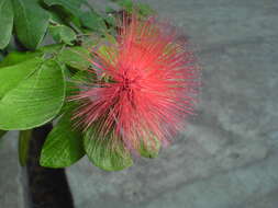 Imagem de Calliandra tergemina (L.) Benth.