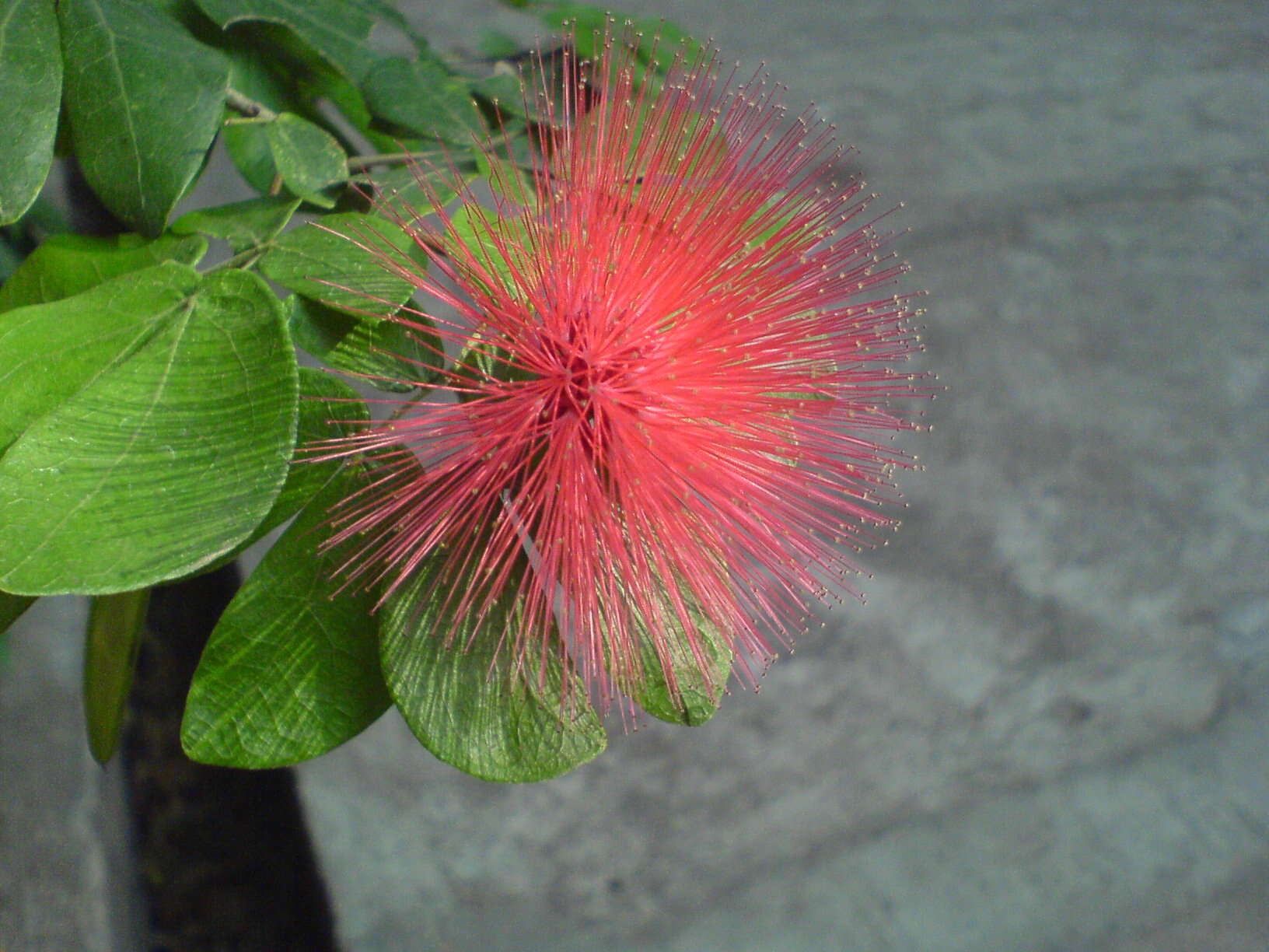 Imagem de Calliandra tergemina (L.) Benth.