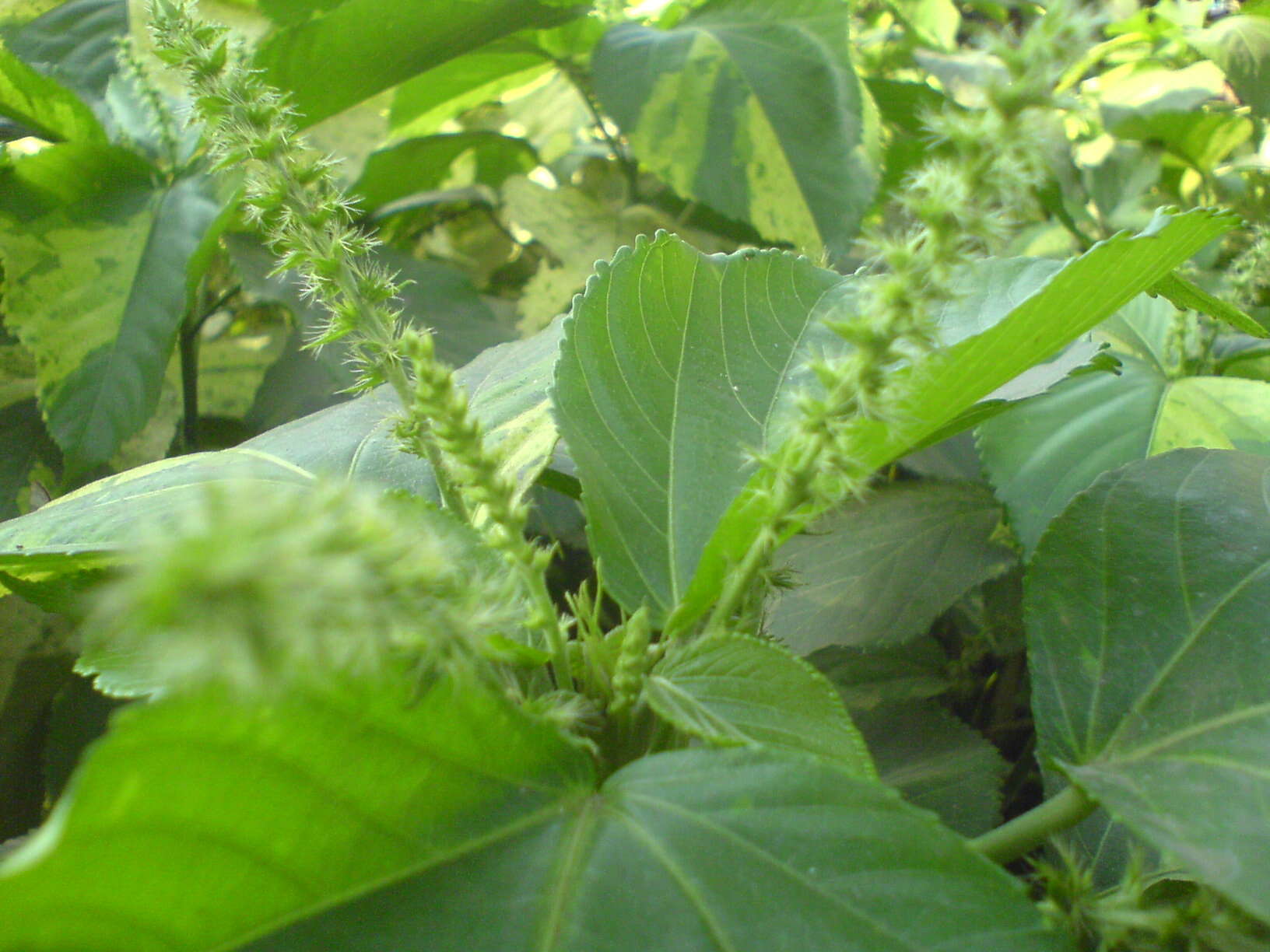 Image de Acalypha wilkesiana Müll. Arg.