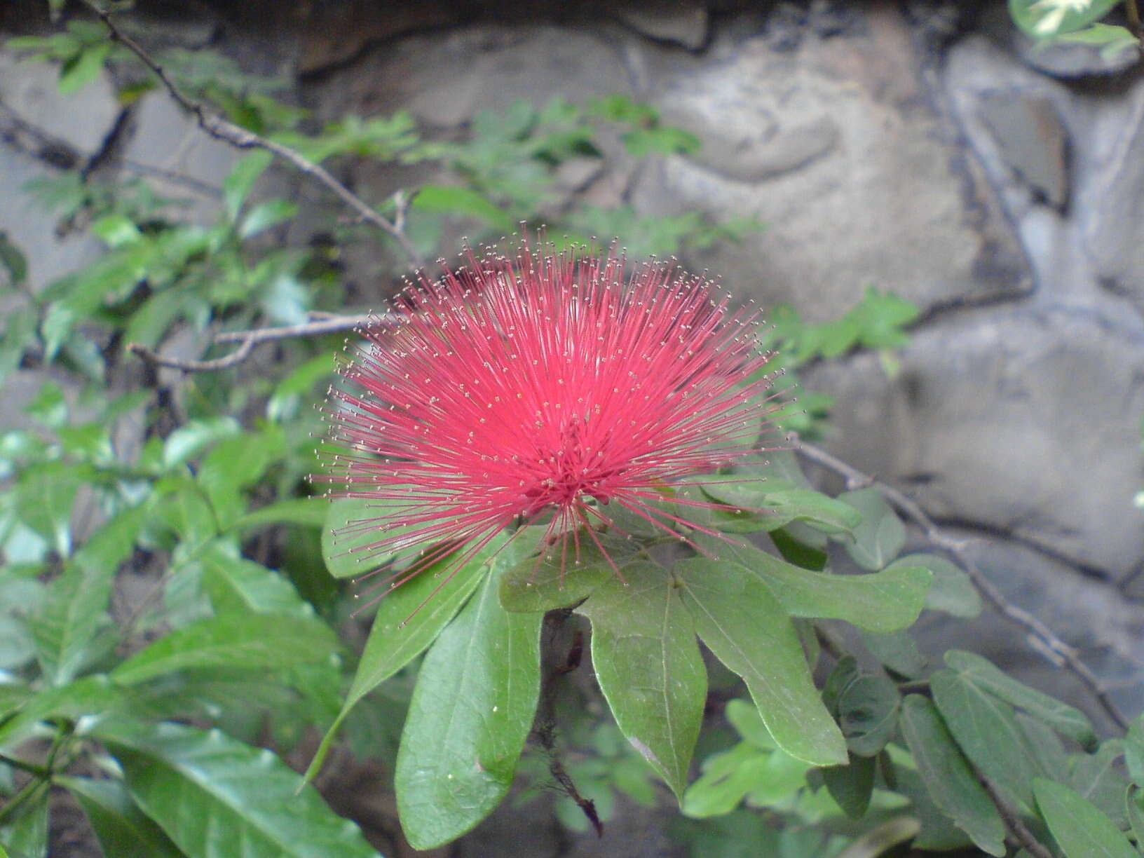 Imagem de Calliandra tergemina (L.) Benth.