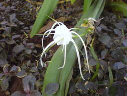 Image of beach spiderlily