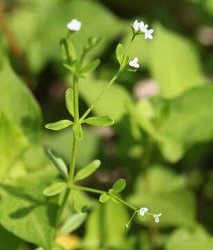 Image of three-petal bedstraw