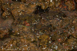 Image of Chrome-yellow Toad