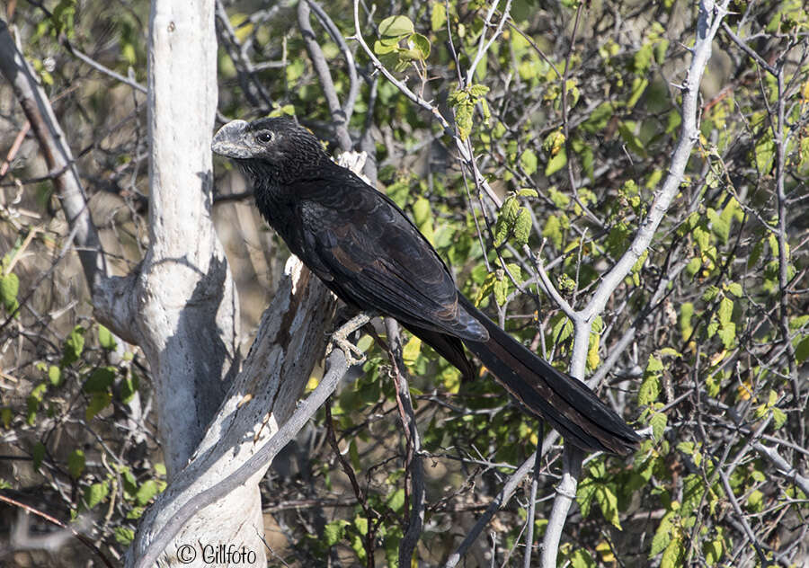 Imagem de Crotophaga Linnaeus 1758