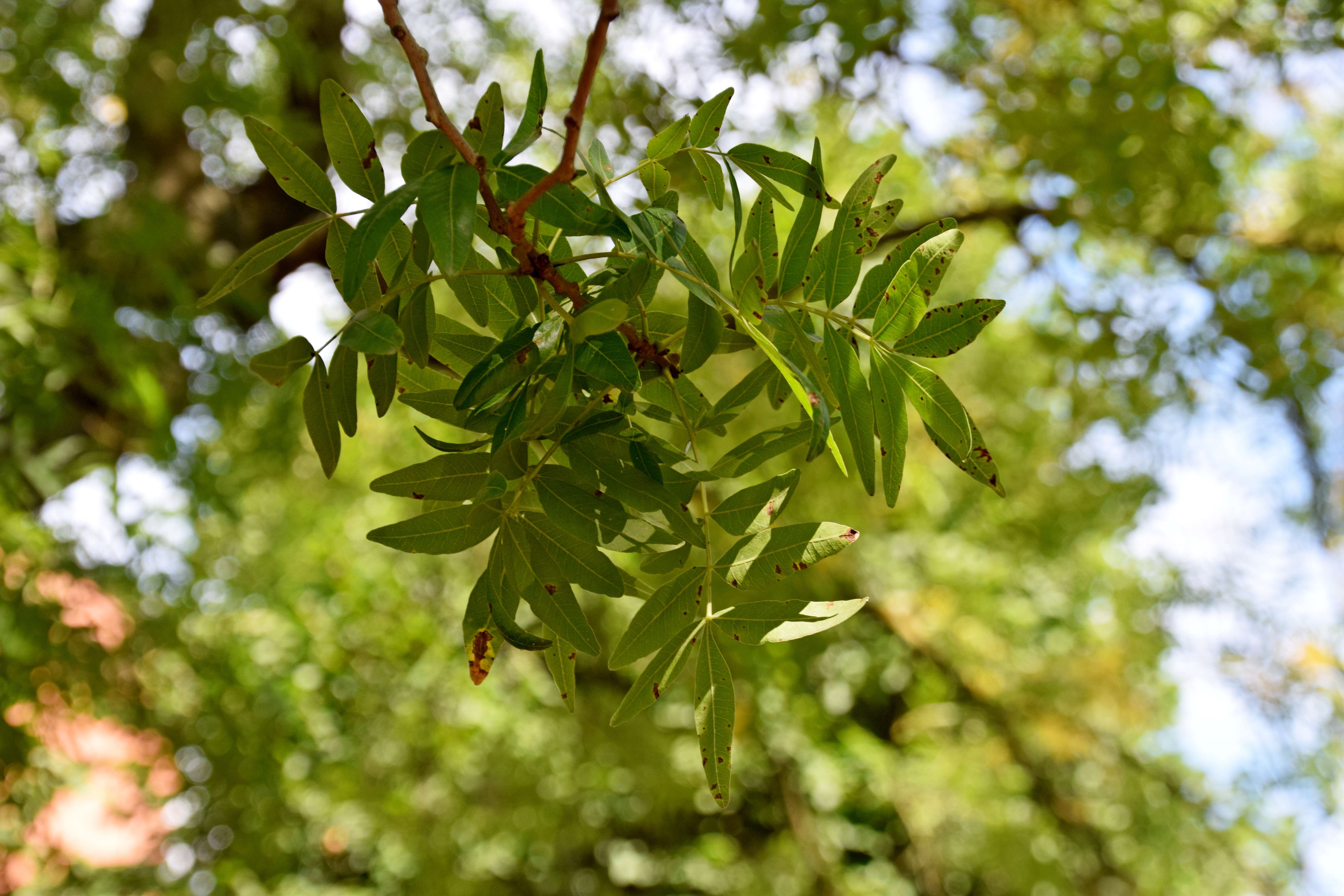 صورة Pistacia chinensis Bunge