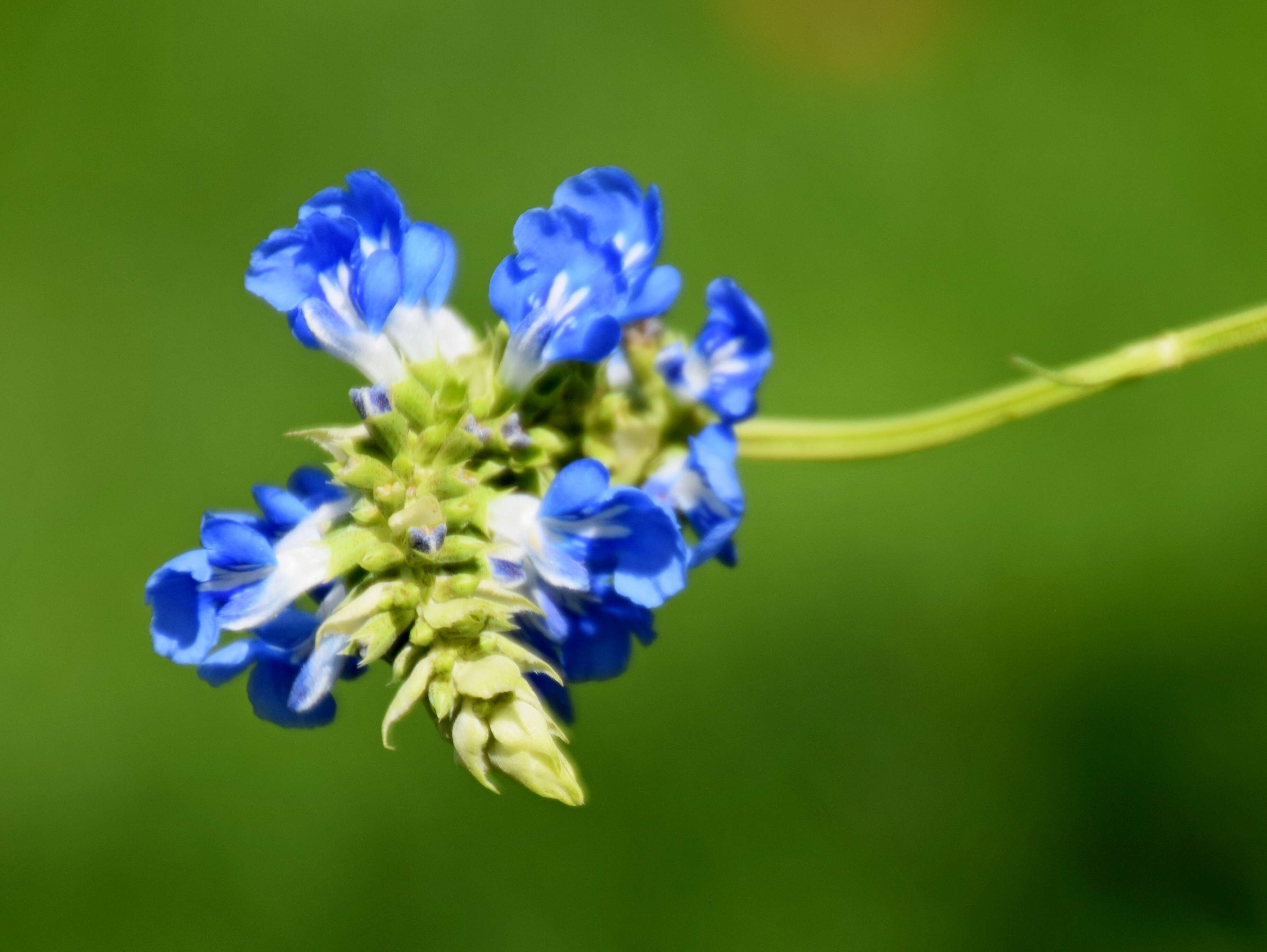 Imagem de Salvia uliginosa Benth.