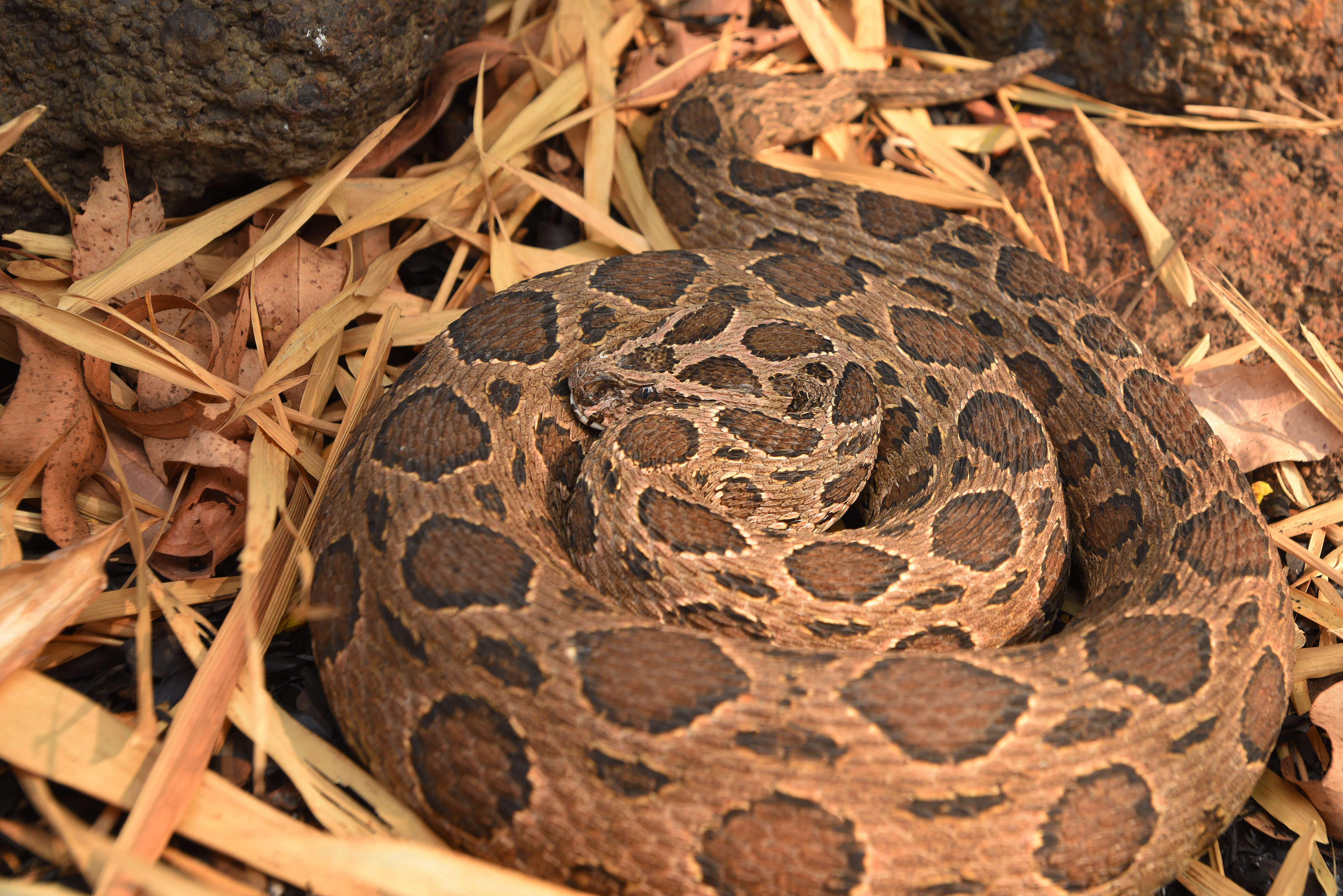 Image of Eastern Russell's Viper