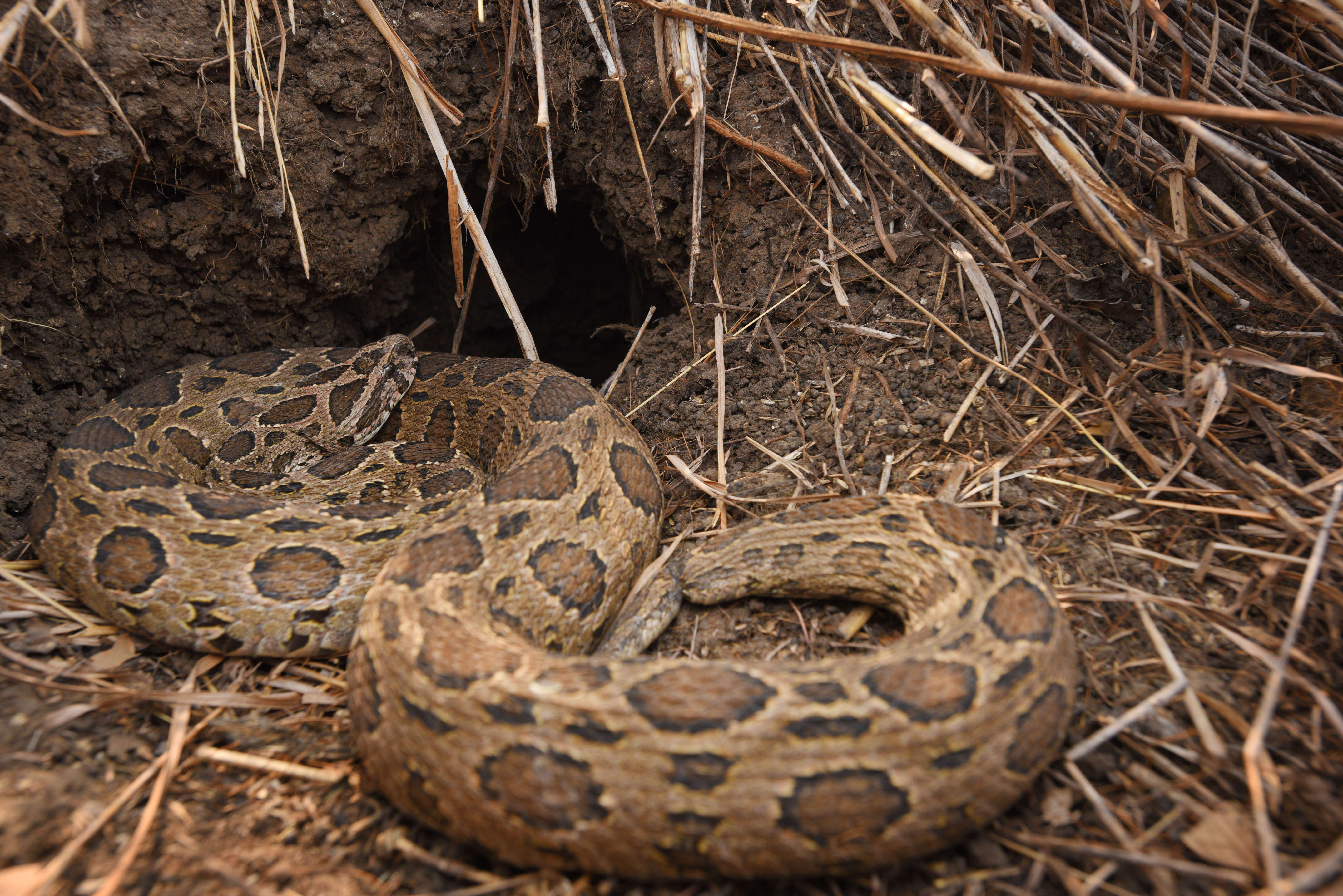 Image of Eastern Russell's Viper