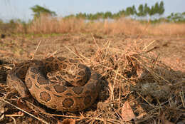 Image of Eastern Russell's Viper