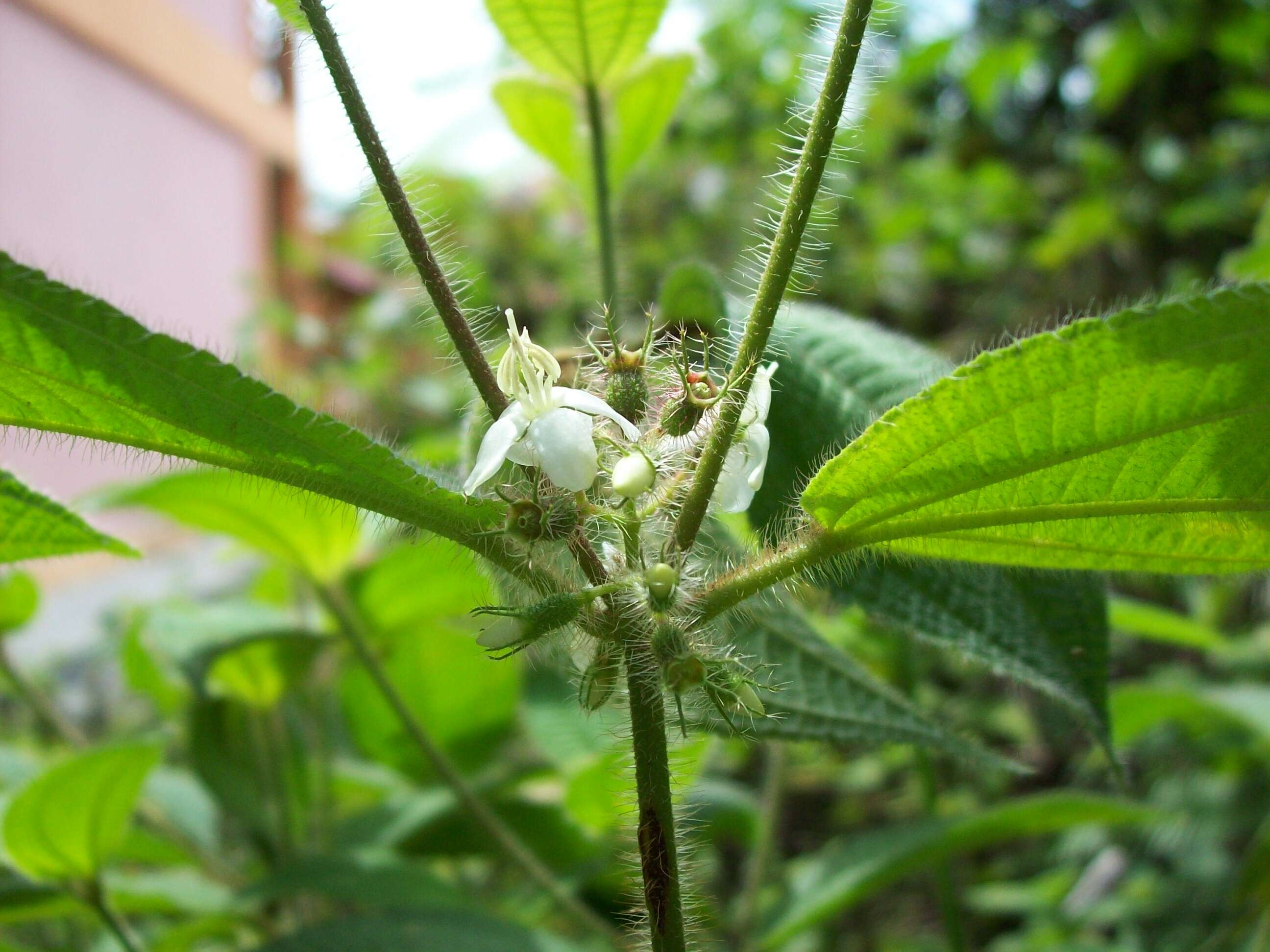 Image of soapbush