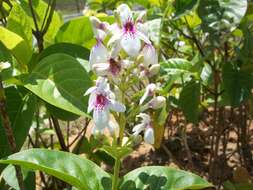 Pseuderanthemum maculatum (Lodd.) I. M. Turner resmi