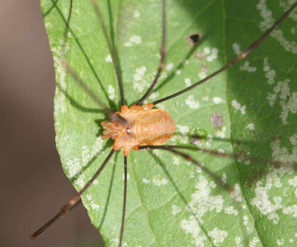 Image of Opilio canestrinii