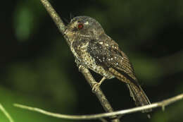 Image of Long-whiskered Owlet-Nightjar