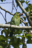 Image of Blue-eared Barbet