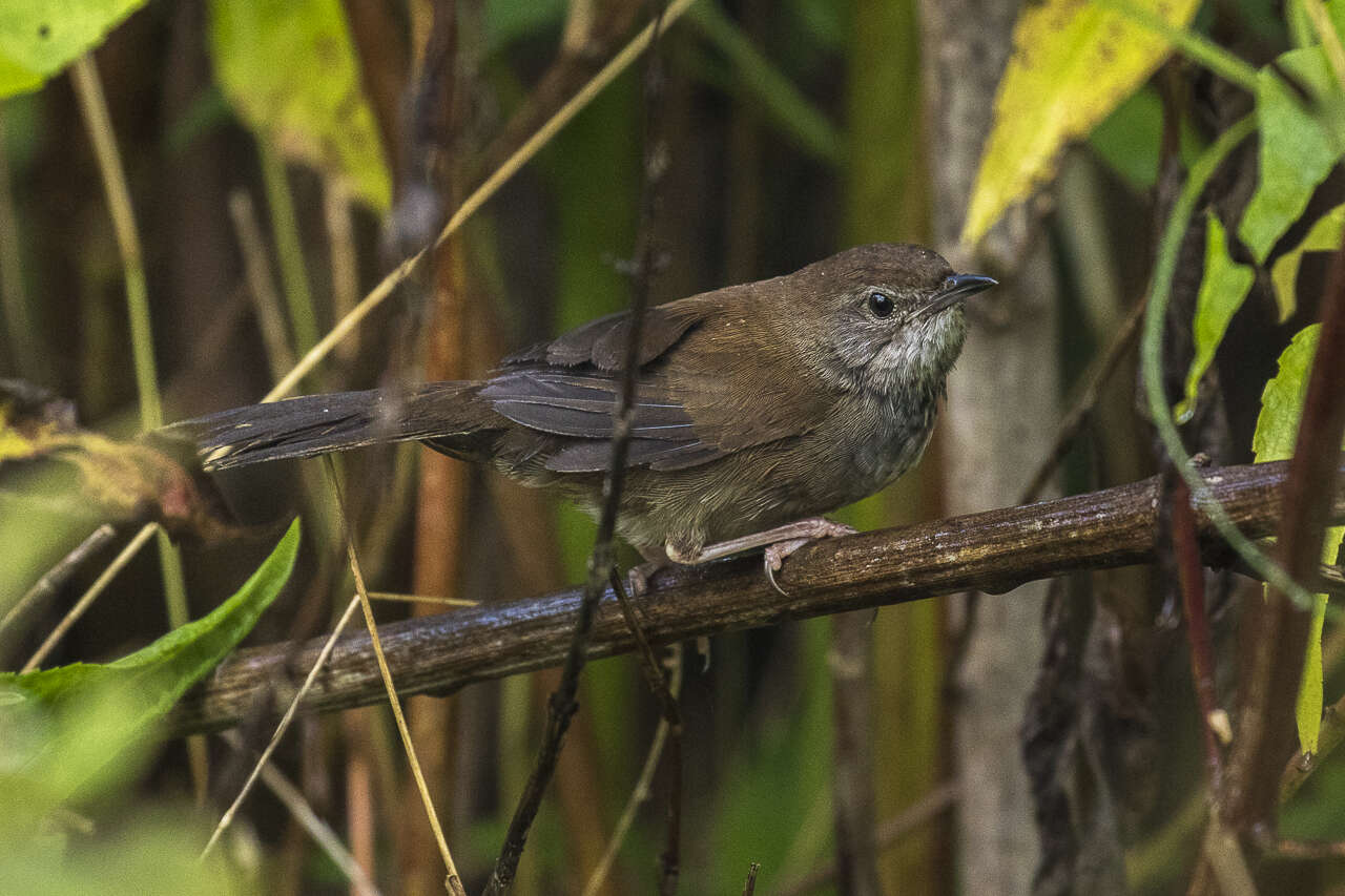 Image of Javan Bush Warbler