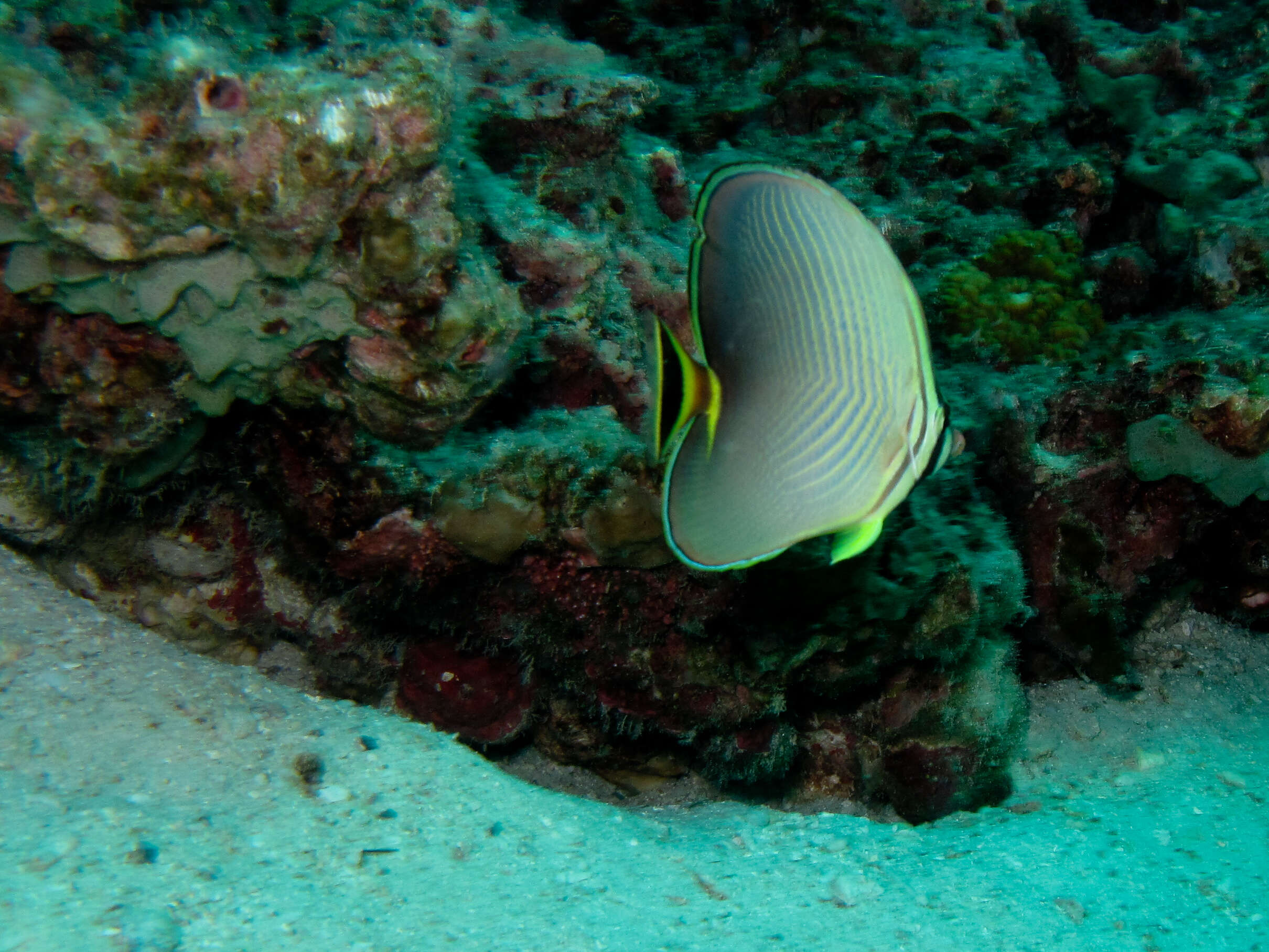 Image of Eastern Triangle Butterflyfish