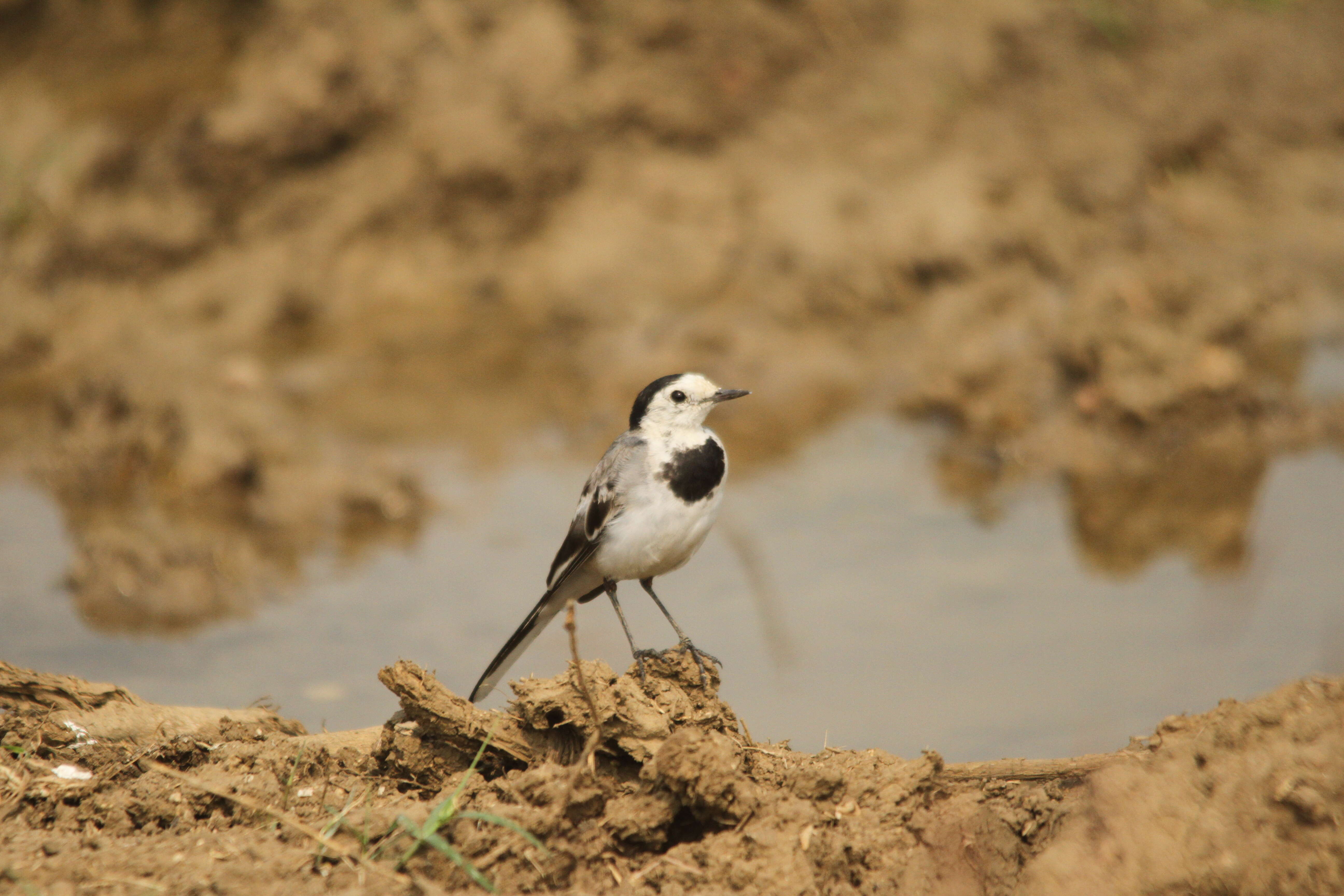 Image of Pied Wagtail and White Wagtail