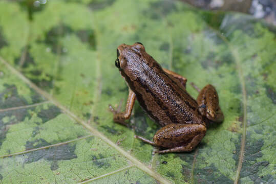 Image of Deli Little Pygmy Frog