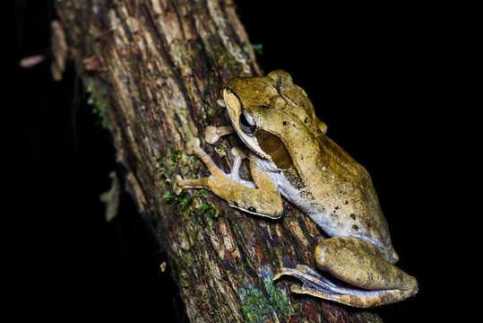 Image of Bongao tree frog