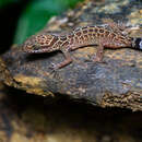 Image of Pegu Forest Gecko