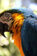 Image of Blue-and-yellow Macaw