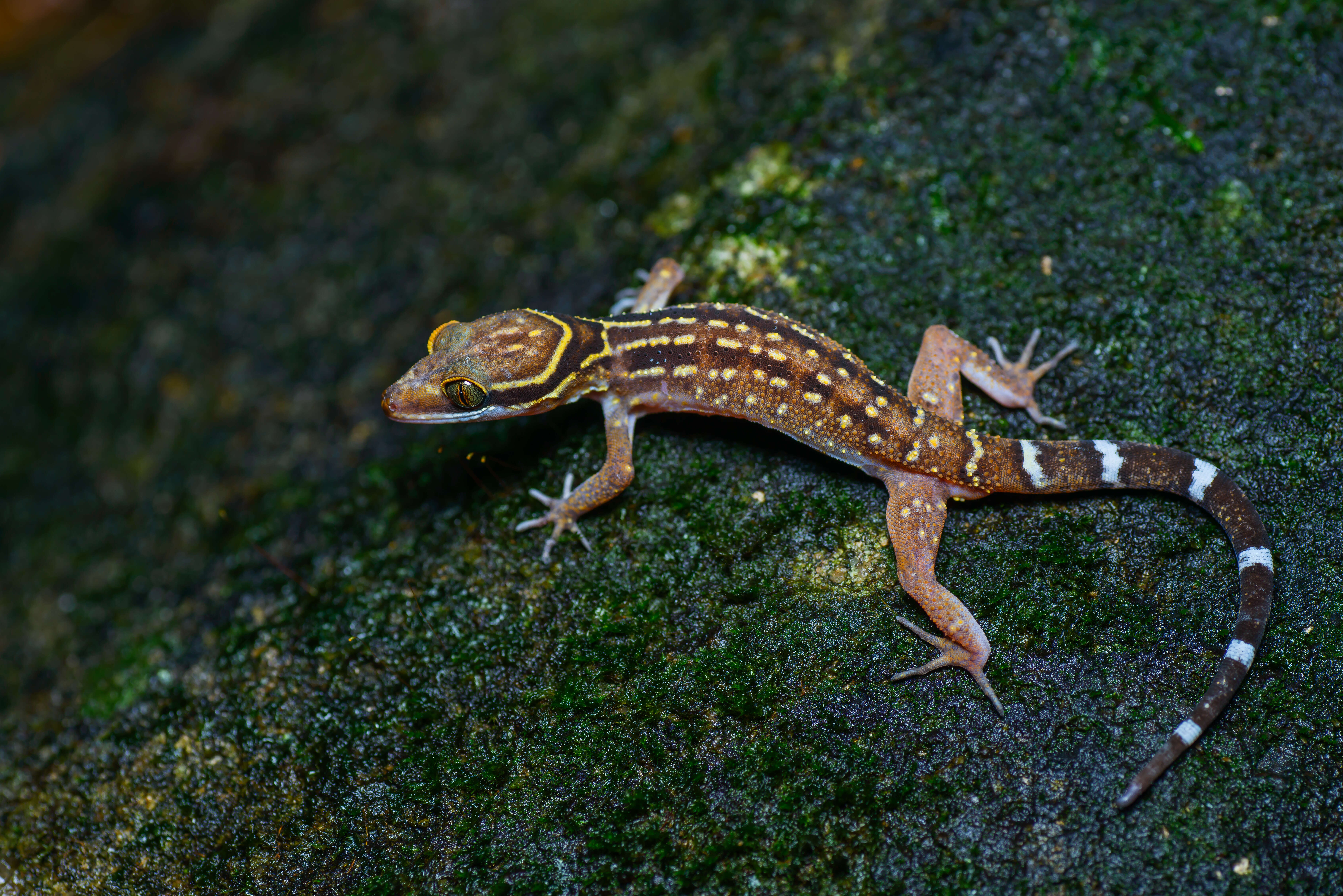 Cyrtodactylus oldhami (Theobald 1876)的圖片