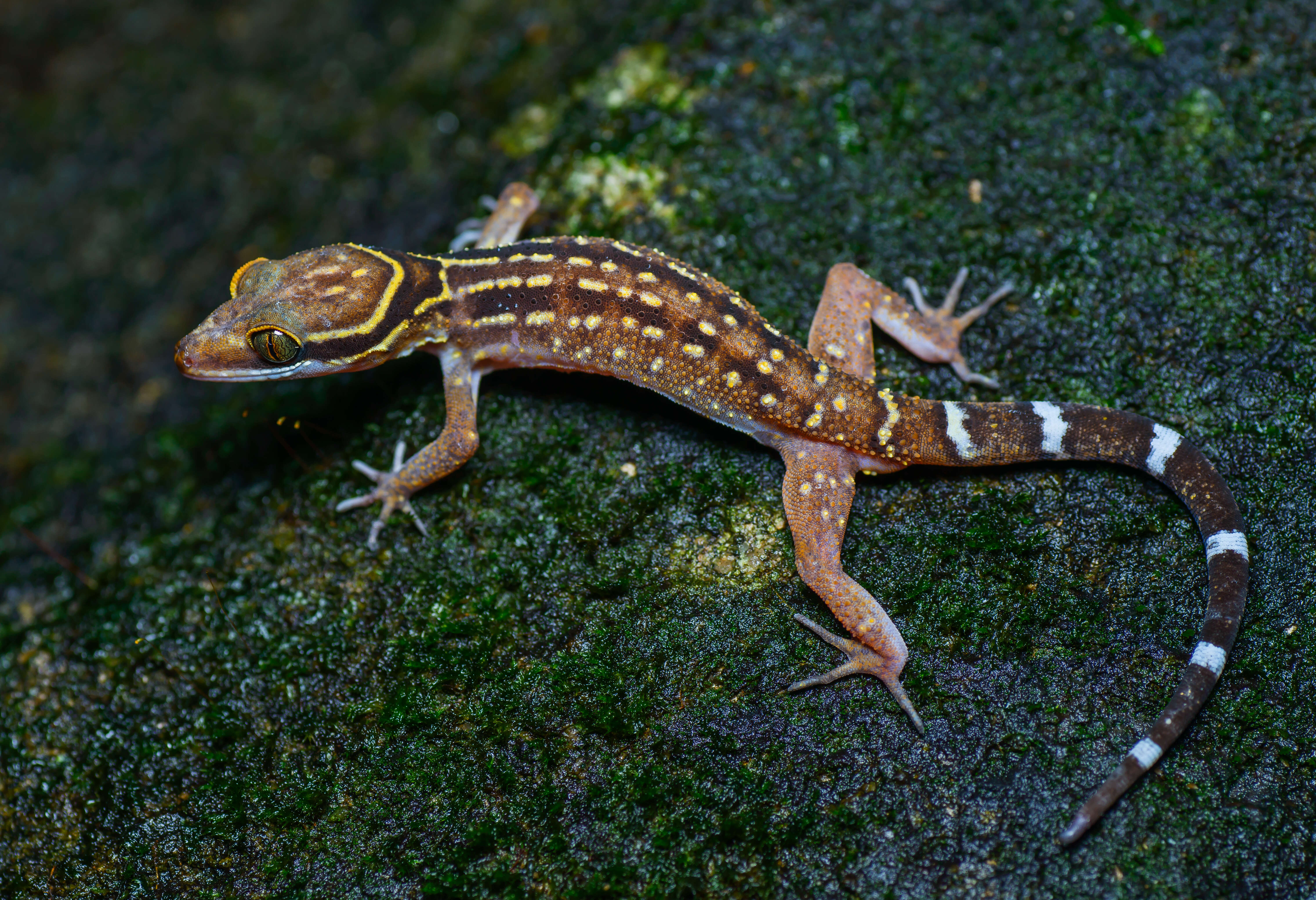 Cyrtodactylus oldhami (Theobald 1876)的圖片