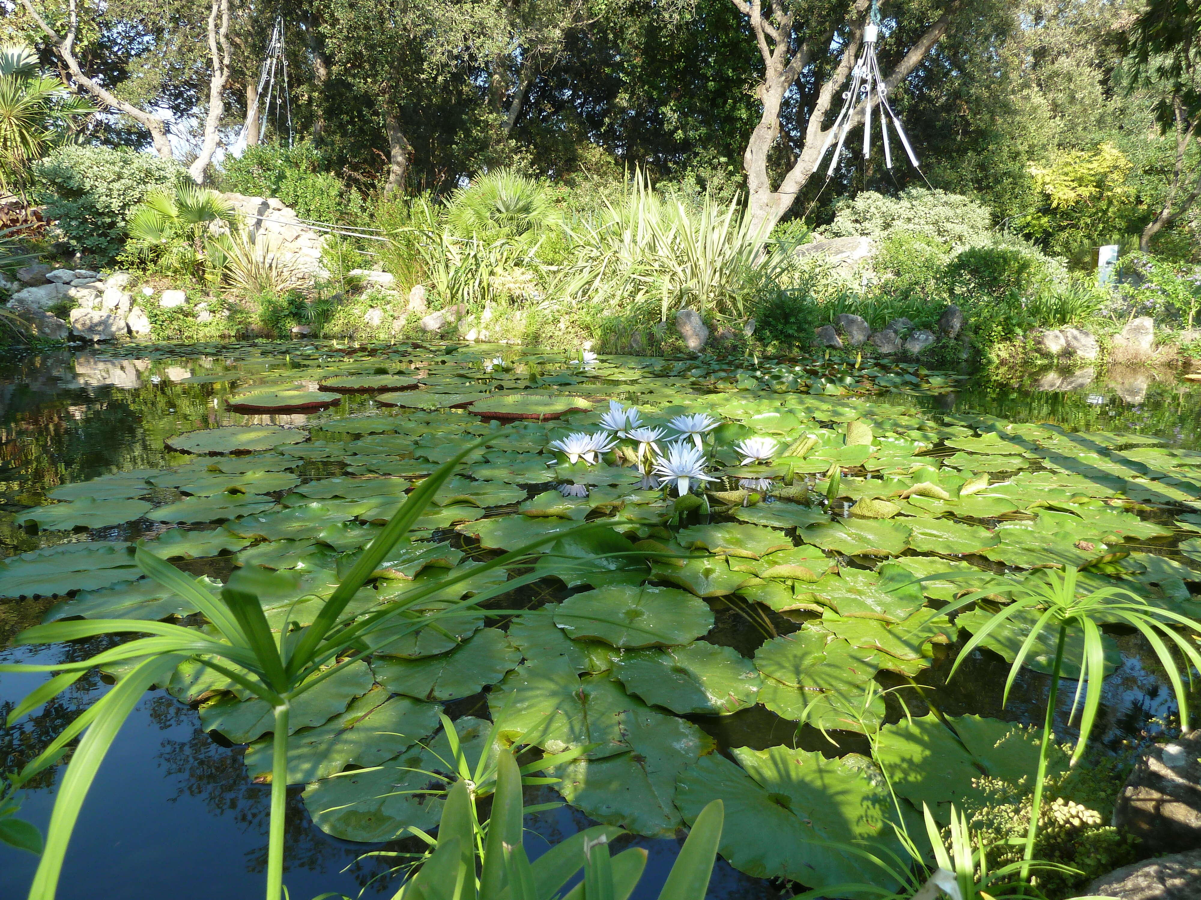 Image de Nénuphar bleu