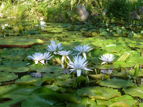 Image of Cape Blue Water-Lily